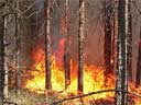 Проведение оперативно-профилактического мероприятия по охране лесов от пожаров на территории Октябрьского района